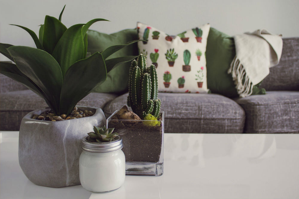 Plants on a coffee table